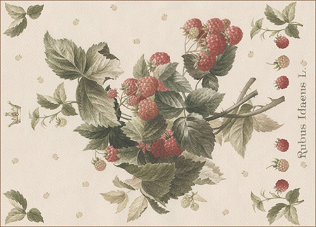 Rubus Idaeus А3